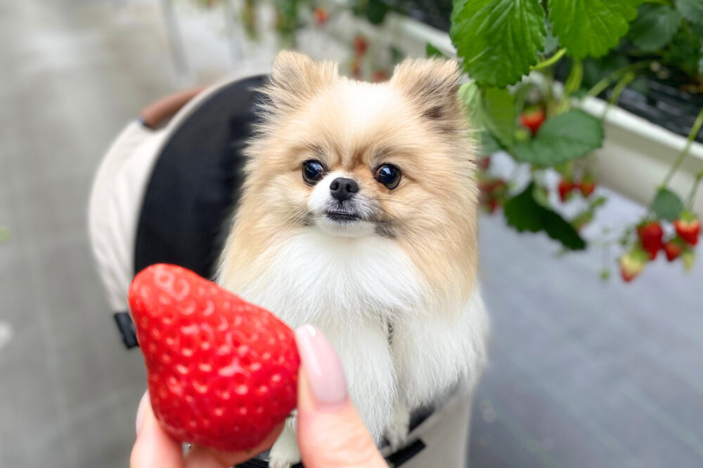いちごと犬