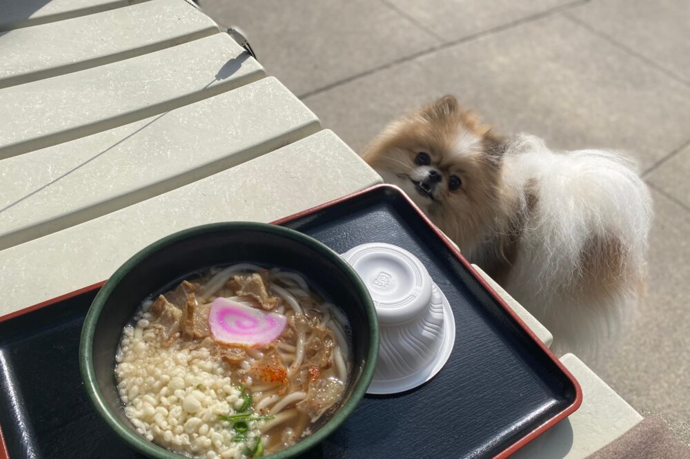 観音茶屋のうどん